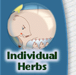 Go to Individual Herb Cards' Page
